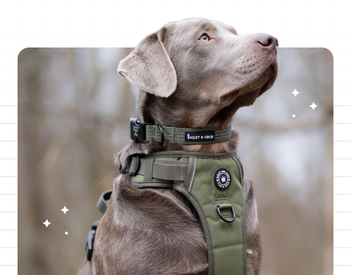 Elevate Your Dog's Style Game